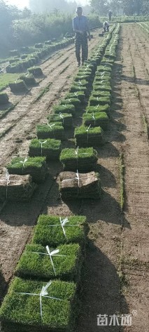 草块状马尼拉草