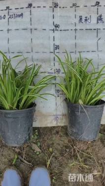 高度25厘米金边麦冬