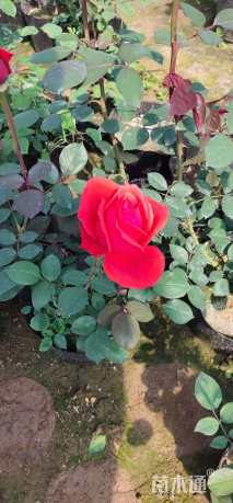 高度40厘米月季