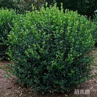 冠幅100厘米胶东卫矛球
