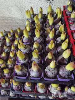 高度15厘米风信子