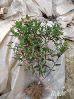 高度30厘米粉花绣线菊