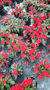 高度20厘米超级凤仙花