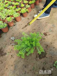 高度15厘米佛甲草