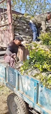 高度35厘米金森女贞