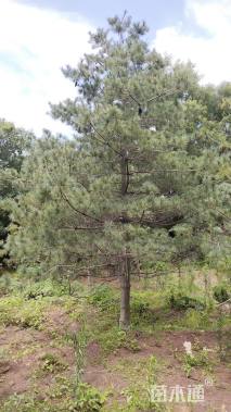 高度700厘米华山松