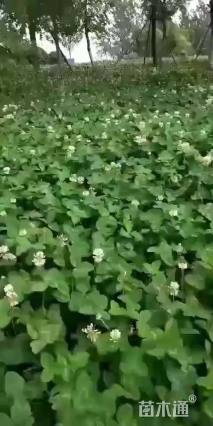 白三叶种子