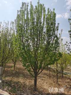 15.11公分八棱海棠