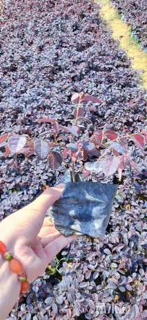 高度25厘米红花继木