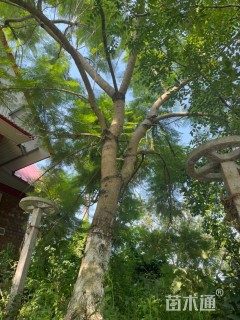 15公分蓝花楹