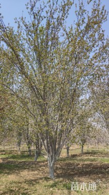 20公分西府海棠