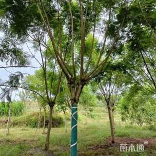 20公分蓝花楹