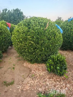 冠幅150厘米大叶黄杨球