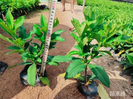 高度30厘米硬枝黄蝉