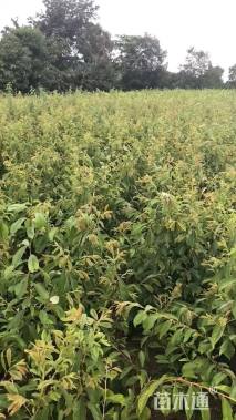 高度60厘米红心柚