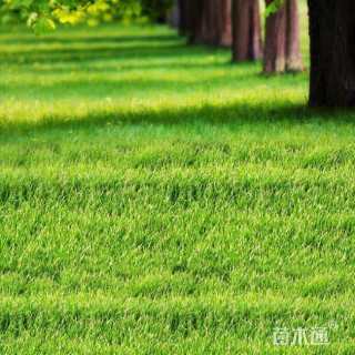 高羊茅
