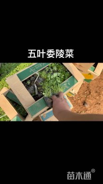 高度20厘米五叶委陵菜