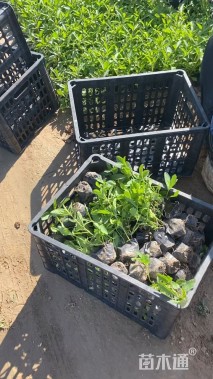 高度20厘米柳叶马鞭草