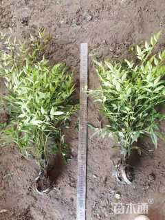 高度20厘米南天竹