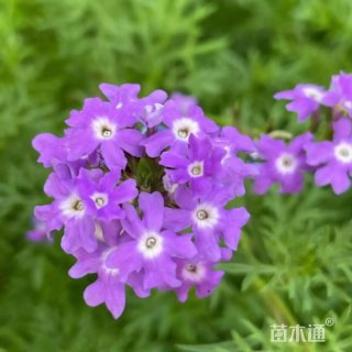 高度50厘米细叶美女樱