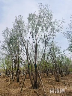 高度800厘米丛生丝棉木