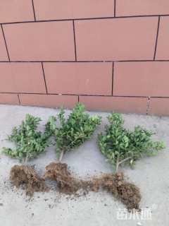 高度50厘米大叶黄杨