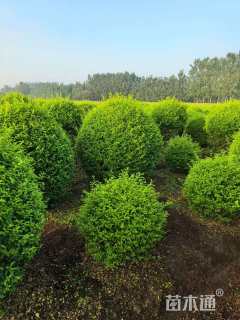 冠幅180厘米金冠女贞球