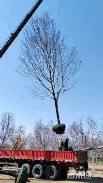 14公分美国红枫-红冠