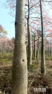 15公分大腹木棉