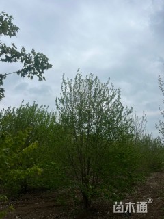 高度600厘米丛生三角枫