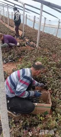 高度20厘米萱草