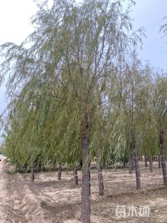 16公分青皮垂柳