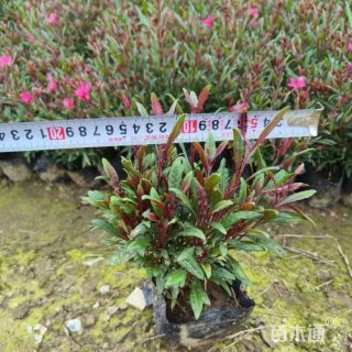 高度30厘米紫叶千鸟花