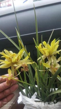 高度45厘米牡丹