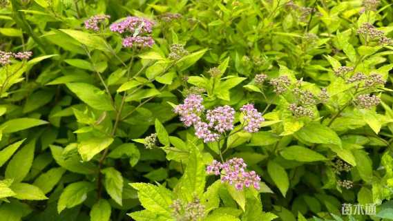 高度40厘米绣线菊