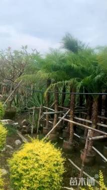 裸干高100厘米美丽针葵