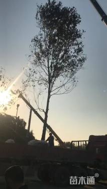 18公分乌桕