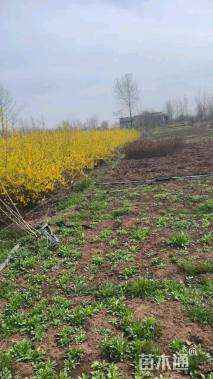 高度100厘米连翘