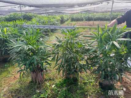 裸干高80厘米棕竹