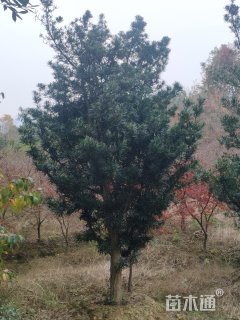7公分罗汉松