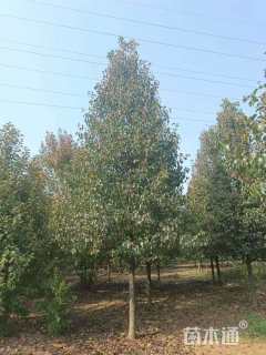 15公分彩叶豆梨