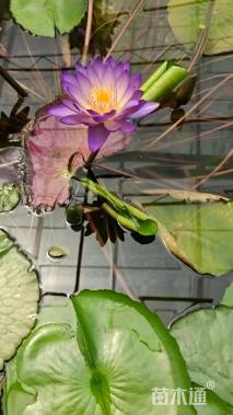 高度30厘米睡莲