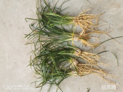 高度25厘米细叶麦冬草