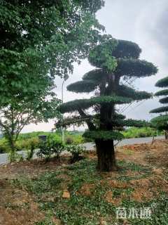 50公分对节白蜡