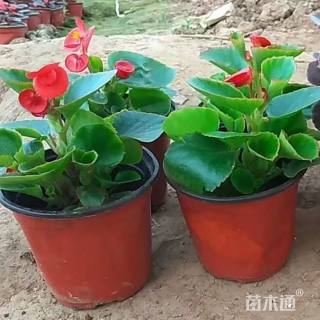 高度10厘米刺梅