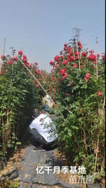 高度250厘米月季