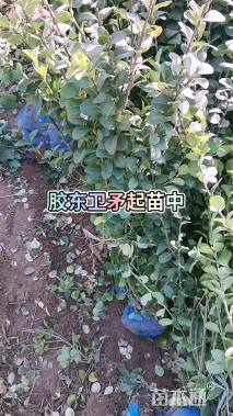 高度50厘米胶东卫矛