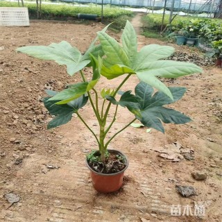 高度40厘米八角金盘小苗