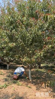 10公分青叶碧桃