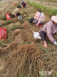 高度40厘米紫穗槐小苗